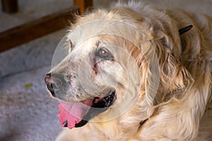 Un perro golden retriever con la lengua fuera photo