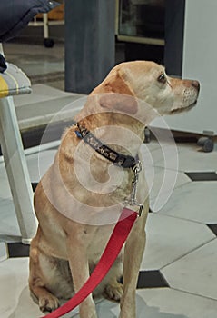 Dog sitting looking at his owner photo