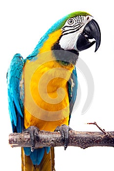 Perrot - Macaw
