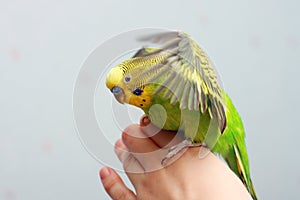 Perrot2