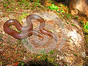 Perrotet`s Shieldtail Snake, img