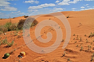 Perry sandhills, Wentworth, New South Wales, Australia