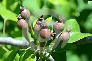 Pers on a per tree short after the blossom season, the coming fruits are clearly visble