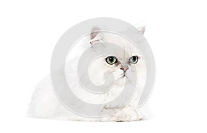 Persan cat green eyed, lying down, isolated on white