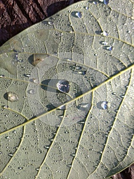 Persea Americana, commonly Avocado leaves with drops of water, droplets, Dawn, macro photography, close up