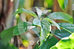 Persea americana Mill or Avocado, Lauraceae or Persea gratissima