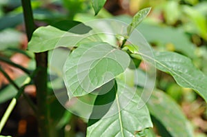 Persea americana Mill or Avocado, Lauraceae or Persea gratissima plant
