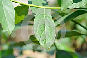 Persea americana Mill or Avocado, Lauraceae or Persea gratissima plant