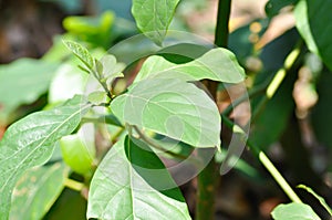 Persea americana Mill or Avocado, Lauraceae or Persea gratissima plant
