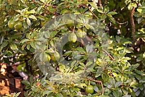 Persea americana Mill tree with hanging and green fruits