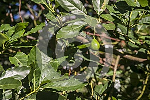 Persea americana, popularly called avocado. photo