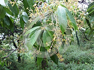 Persea odoratissima, Fragrant Bay Tree