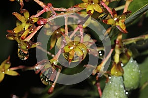 Persea odoratissima, Fragrant Bay Tree