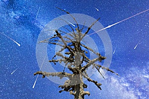 Perseid Meteor Shower in 2016. Falling stars.Dead mossy tree