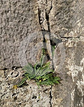 Perseverance Fern in Rock Wall