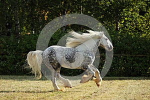 Persheron heavy draft horse galloping on a summer meadow