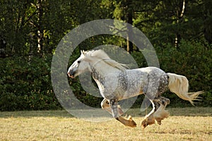 Persheron heavy draft horse galloping on a summer meadow