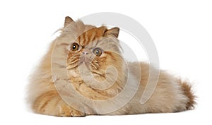 Persian, 7 months old, lying