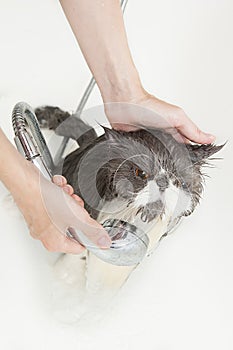 Persian breed cat taking a shower