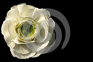 Persian Buttercup Flower