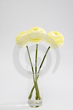 Persian buttercup. Bunch pale yellow ranunculus flowers light background. Wallpaper