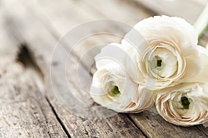 Persian buttercup flower on a wooden grungy background