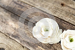 Persian buttercup flower on a wooden grungy background