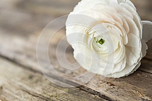 Persian buttercup flower on a wooden grungy background
