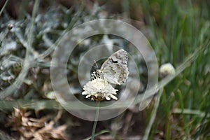 Persian butterfly