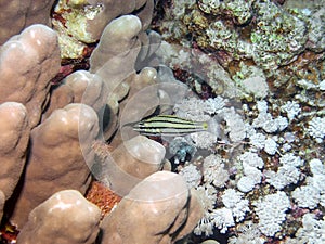 A Persian Cardinalfish Cheilodipterus persicus