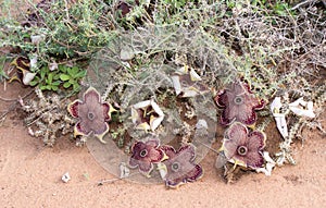 Persian Carpet Edithcolea grandis Flowering in Dry Habitat