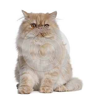 Persian Cat, 1 year old, sitting photo