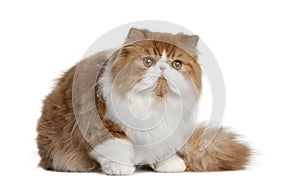 Persian cat, 10 months old