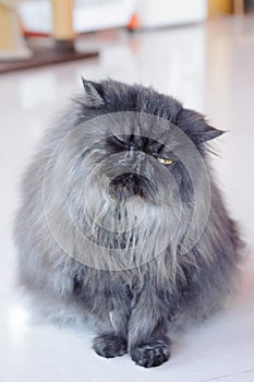 Persian cat