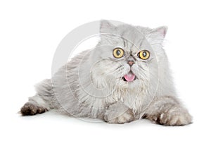 Persian cat photo