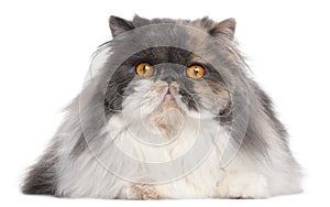 Persian cat, 18 months old