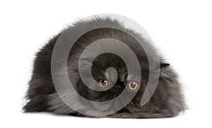 Persian cat, 19 months old