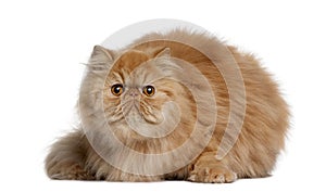 Persian cat, 2 years old