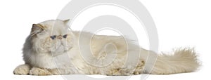 Persian Cat, 2 years old, lying