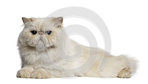 Persian Cat, 2 years old, lying