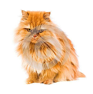 Persian cat photo