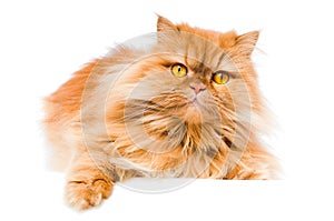 Persian cat photo