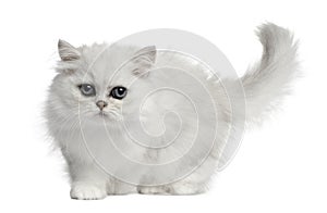 Persian cat, 3 months old, walking