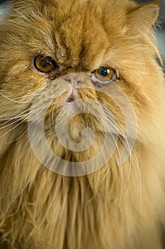 Persian cat