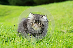 Persian cat