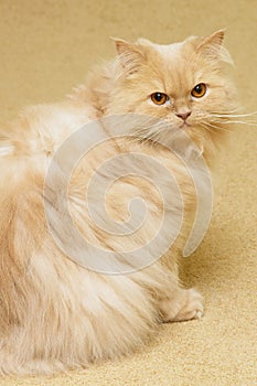 Persian cat