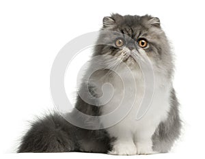 Persian cat, 6 months old, sitting