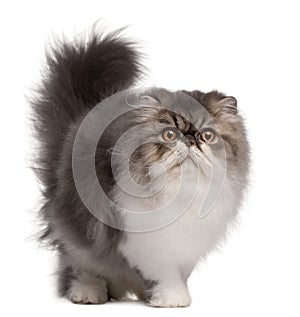Persian cat, 6 months old, standing