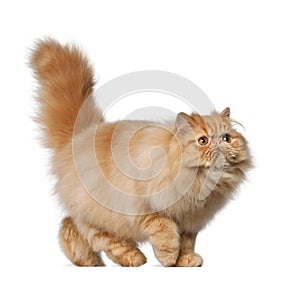 Persian cat, 7 months old photo