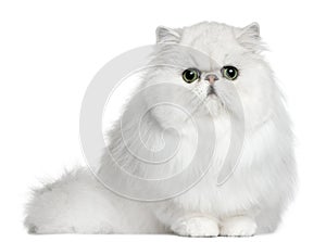 Persian cat, 8 months old, sitting